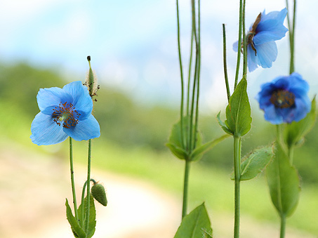 Hakuba Goryu Alpine Botanical Garden