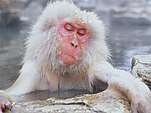 Jigokudani Yaen-koen