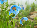 白馬五竜高山植物園